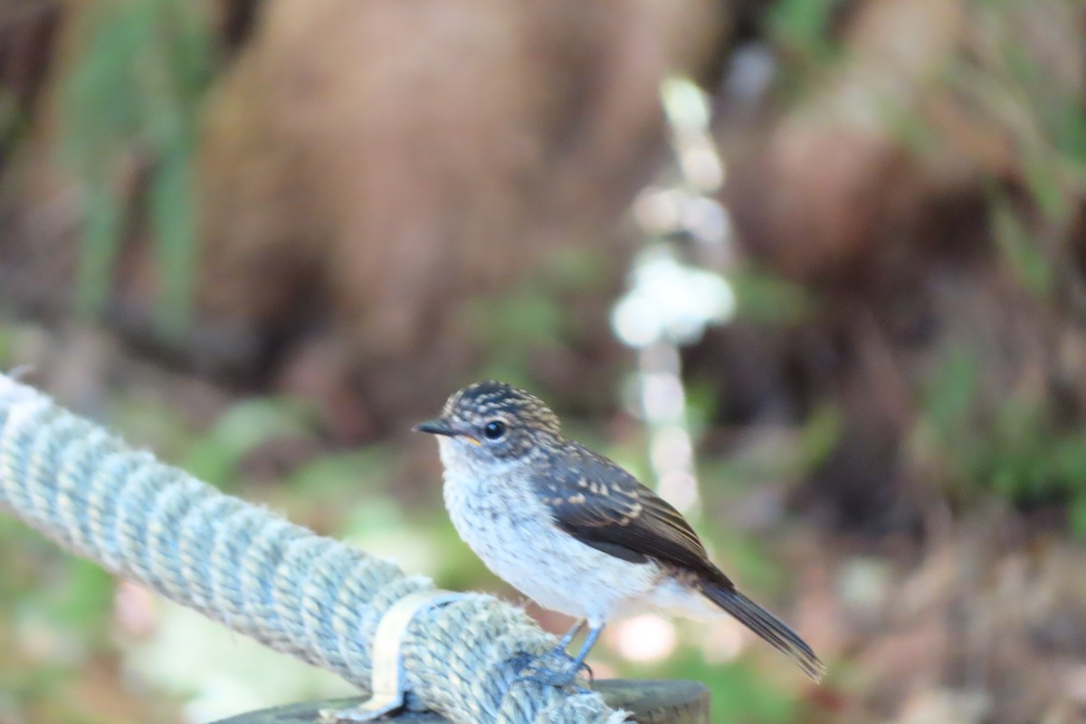 Afrika Esmer Sinekkapanı - ML647284147