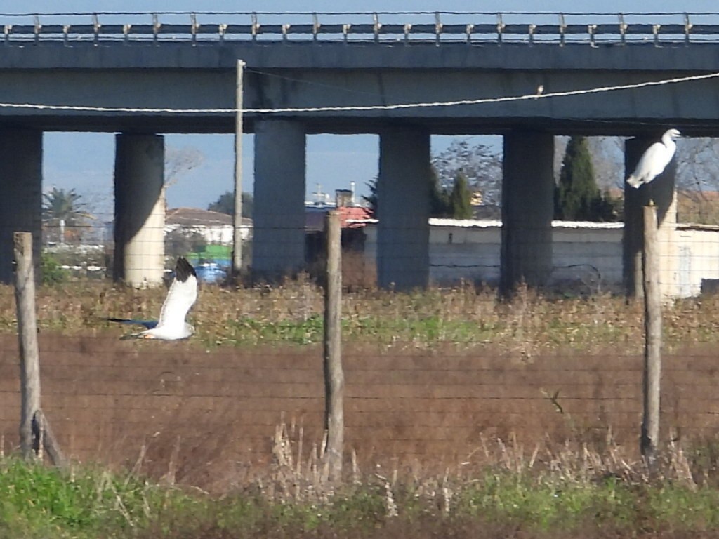 Саарал хулд - ML647284162