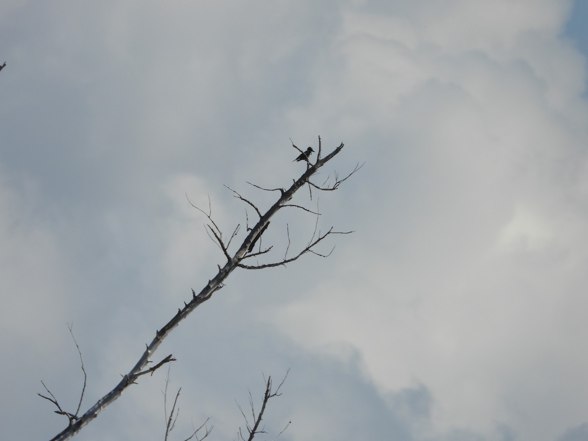 שלדג אמריקני - ML647284163