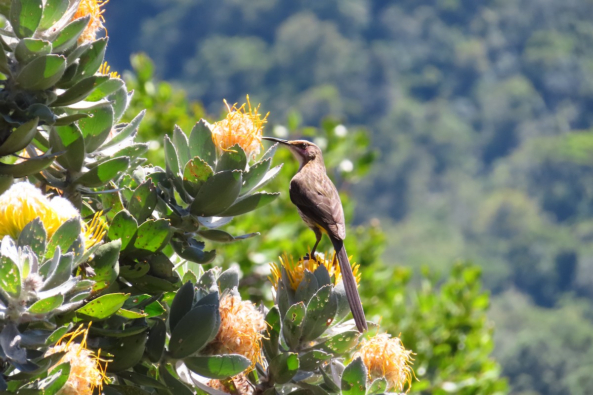 Kap Şekerkuşu - ML647284165