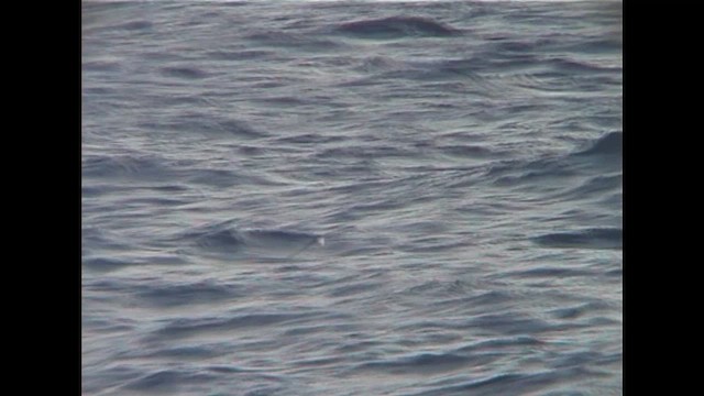 Buller's Shearwater - ML647284175