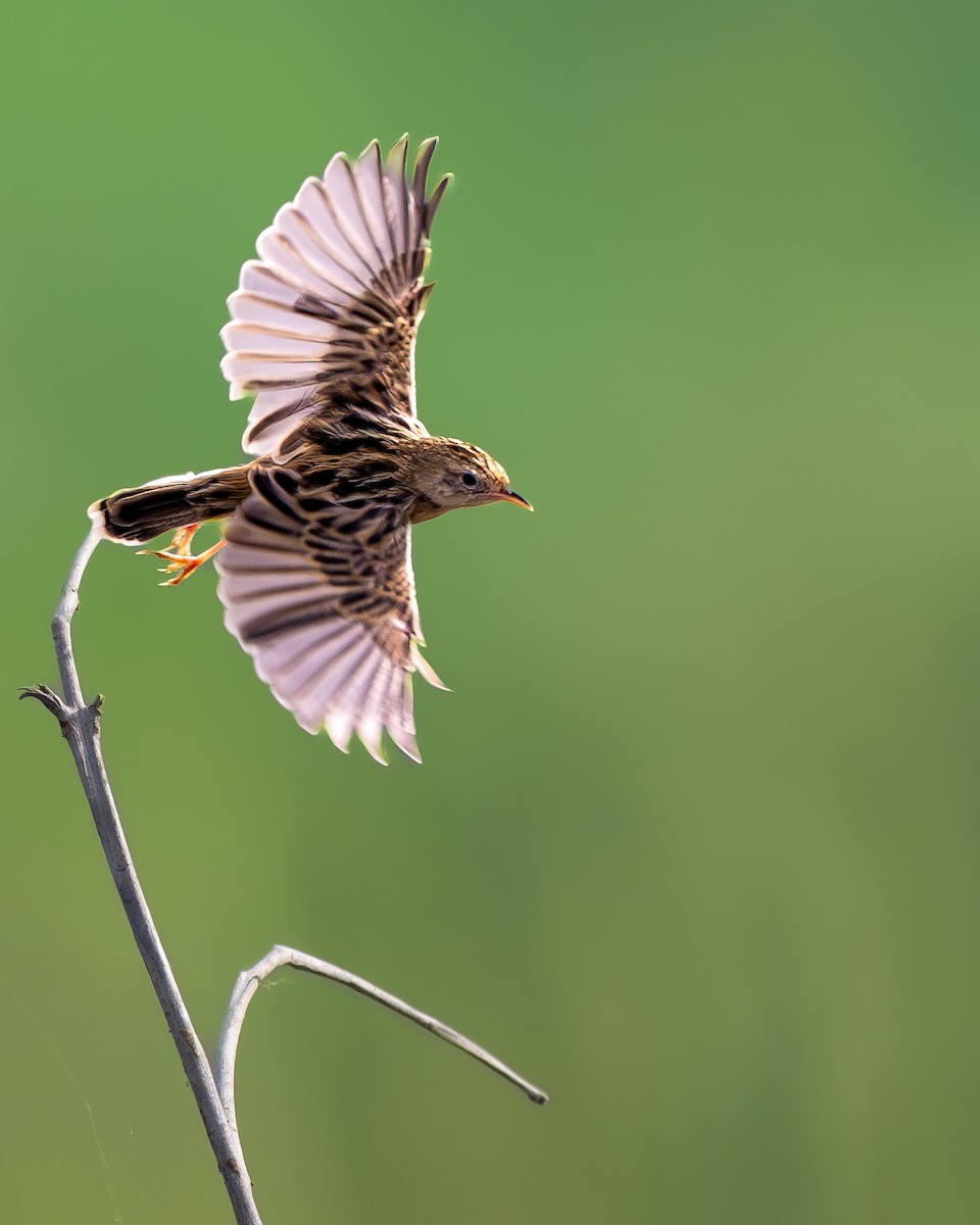 Zitting Cisticola - ML647284176