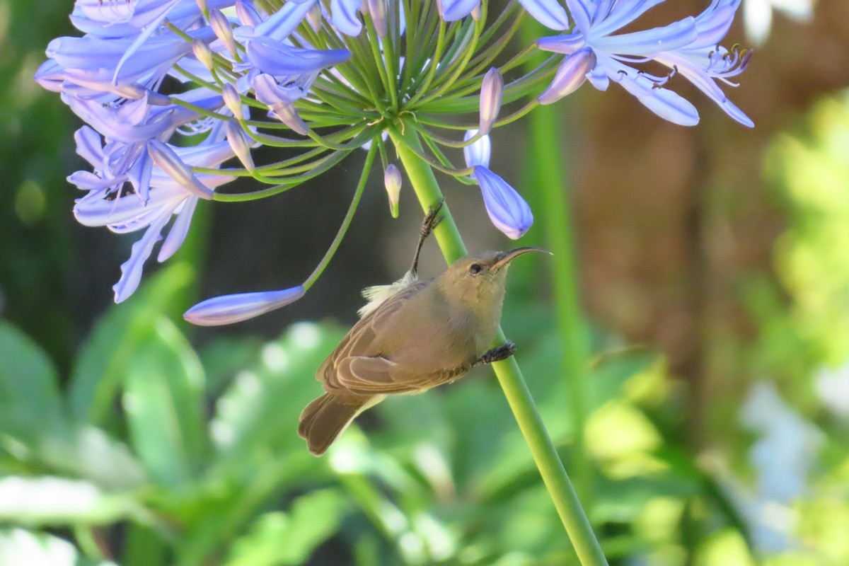 Güneyli Çift Kuşaklı Nektarkuşu - ML647284177