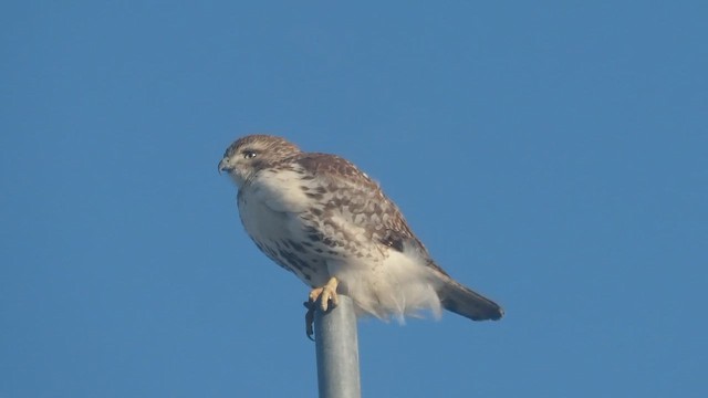 Red-tailed Hawk (borealis) - ML647284179