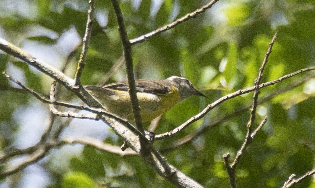 Sucrier à ventre jaune - ML647284180