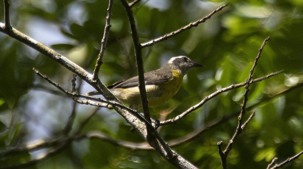Sucrier à ventre jaune - ML647284181