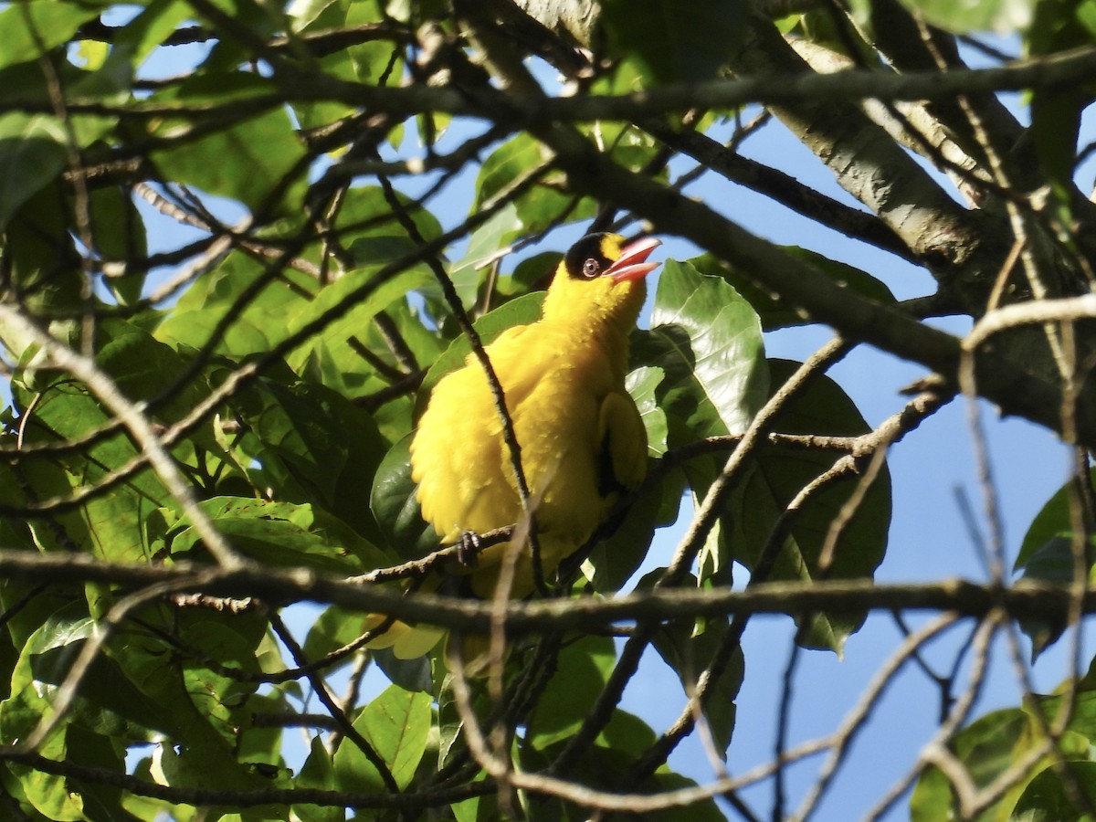 Black-naped Oriole - ML647284207