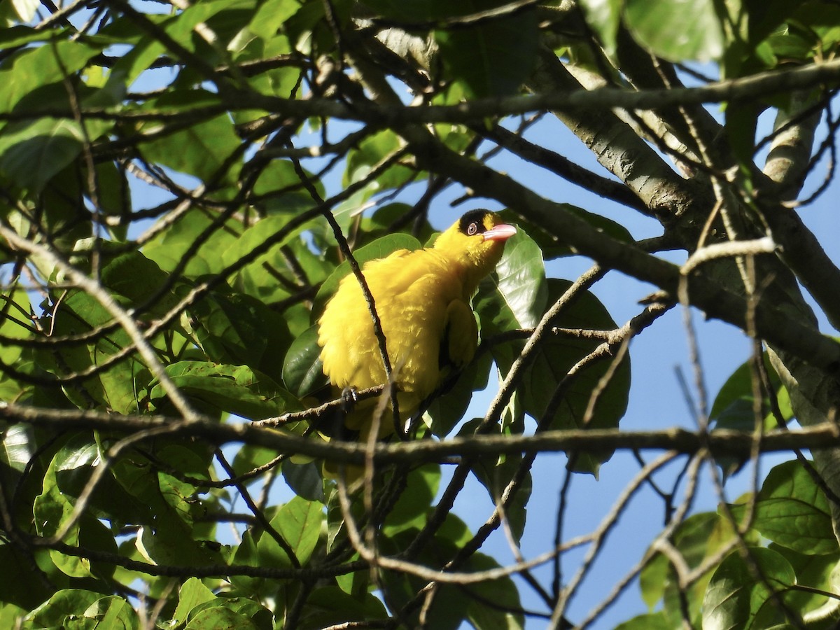 Black-naped Oriole - ML647284208