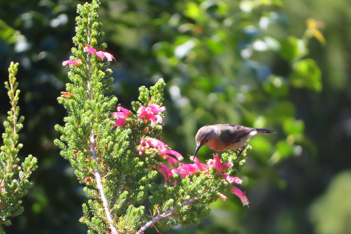 Güneyli Çift Kuşaklı Nektarkuşu - ML647284209