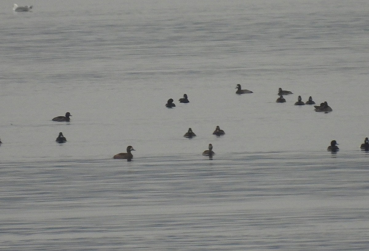 Fuligule milouinan - ML647284222