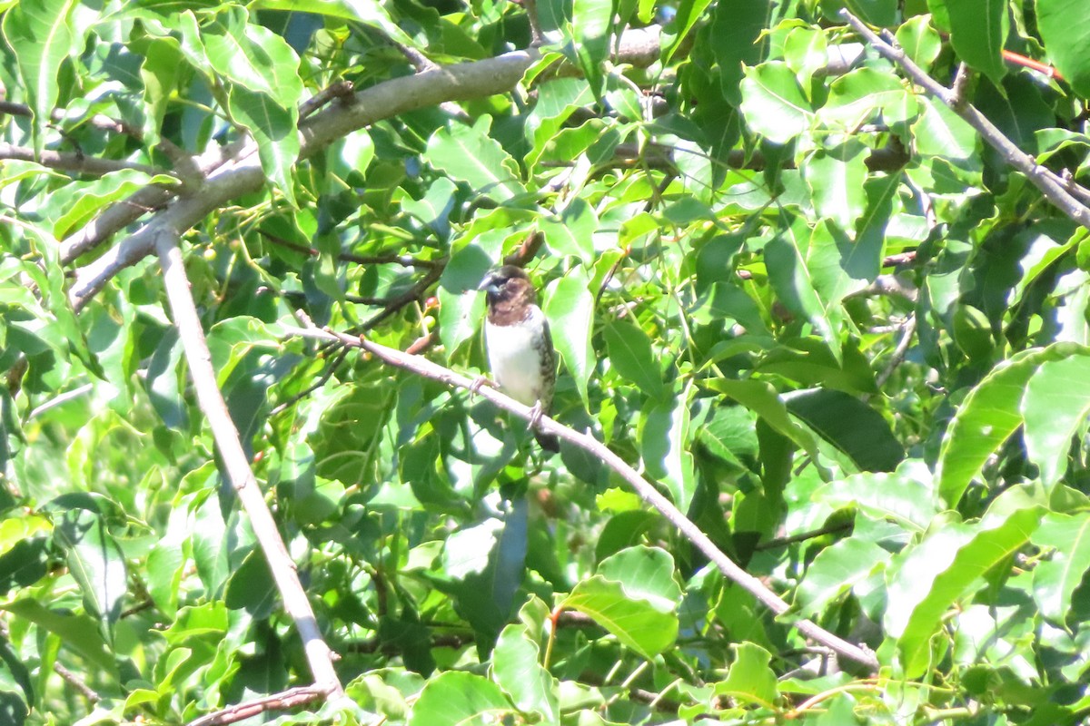 Tunç Renkli Munya - ML647284223