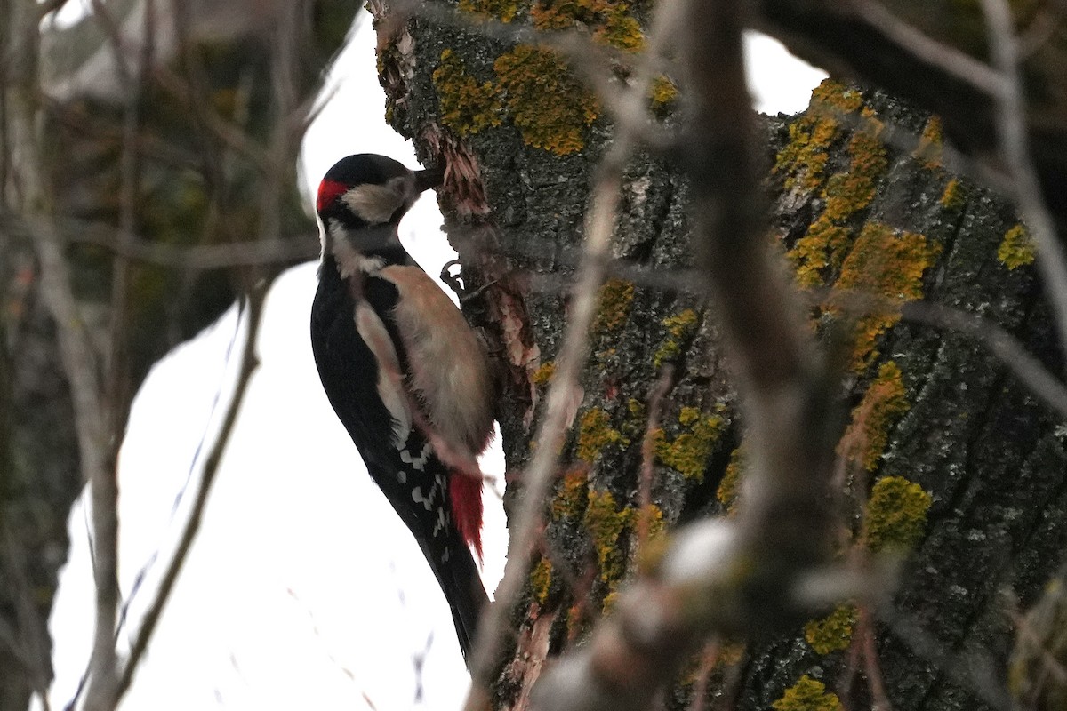 strakapoud velký - ML647284227