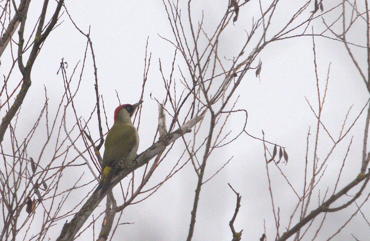 žluna zelená - ML647284249