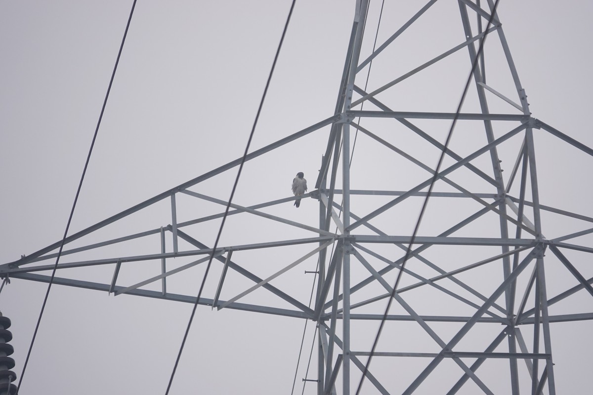 sokol stěhovavý - ML647284254