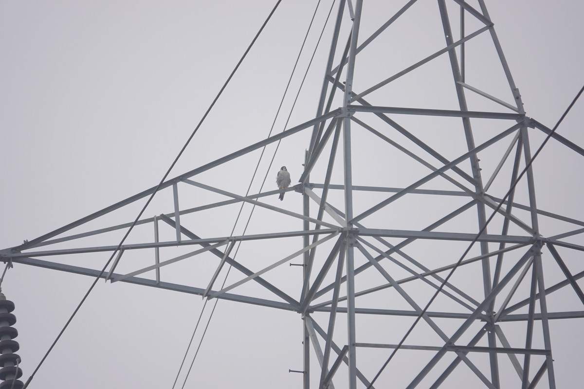 sokol stěhovavý - ML647284255