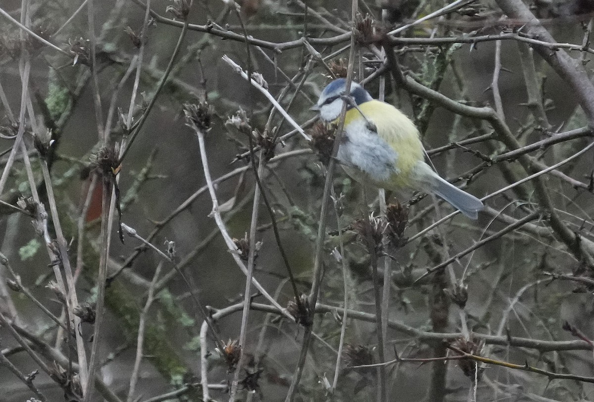 sýkora modřinka - ML647284261