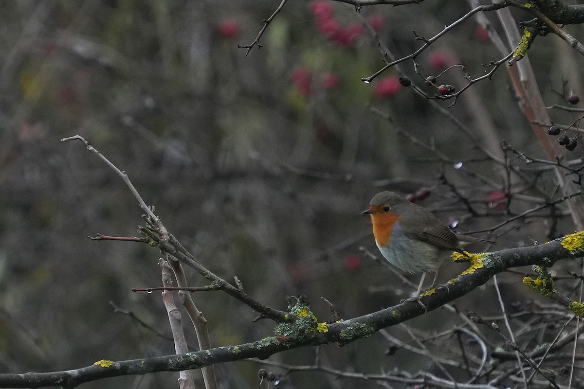 červenka obecná - ML647284278