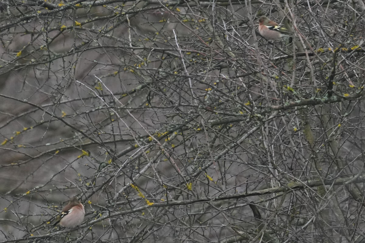 pěnkava obecná - ML647284285