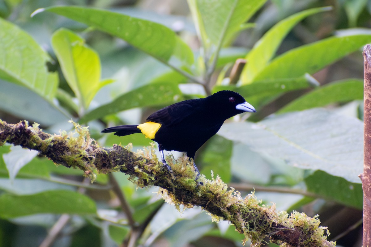 Flame-rumped Tanager (Lemon-rumped) - ML647284289