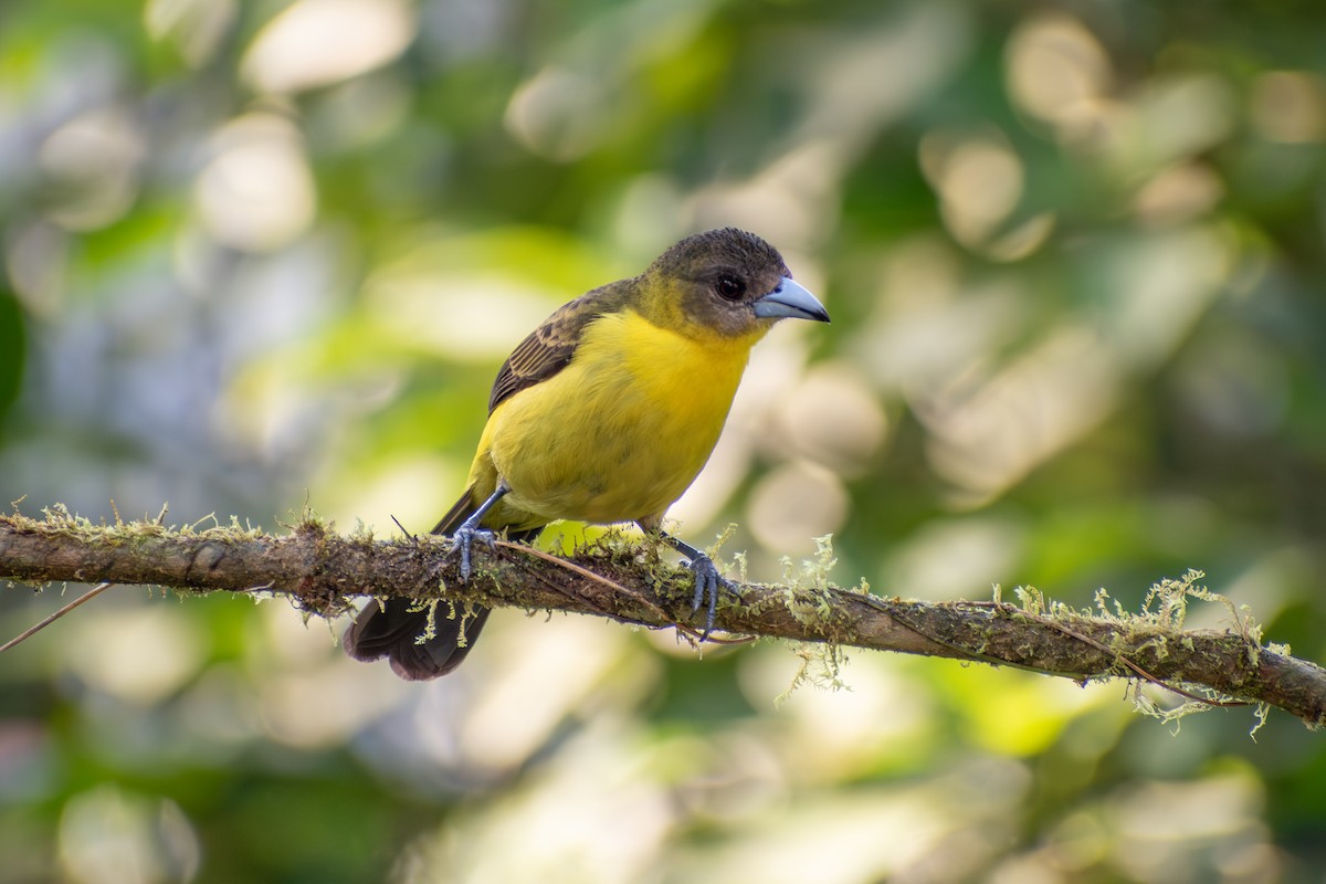 Flame-rumped Tanager (Lemon-rumped) - ML647284290