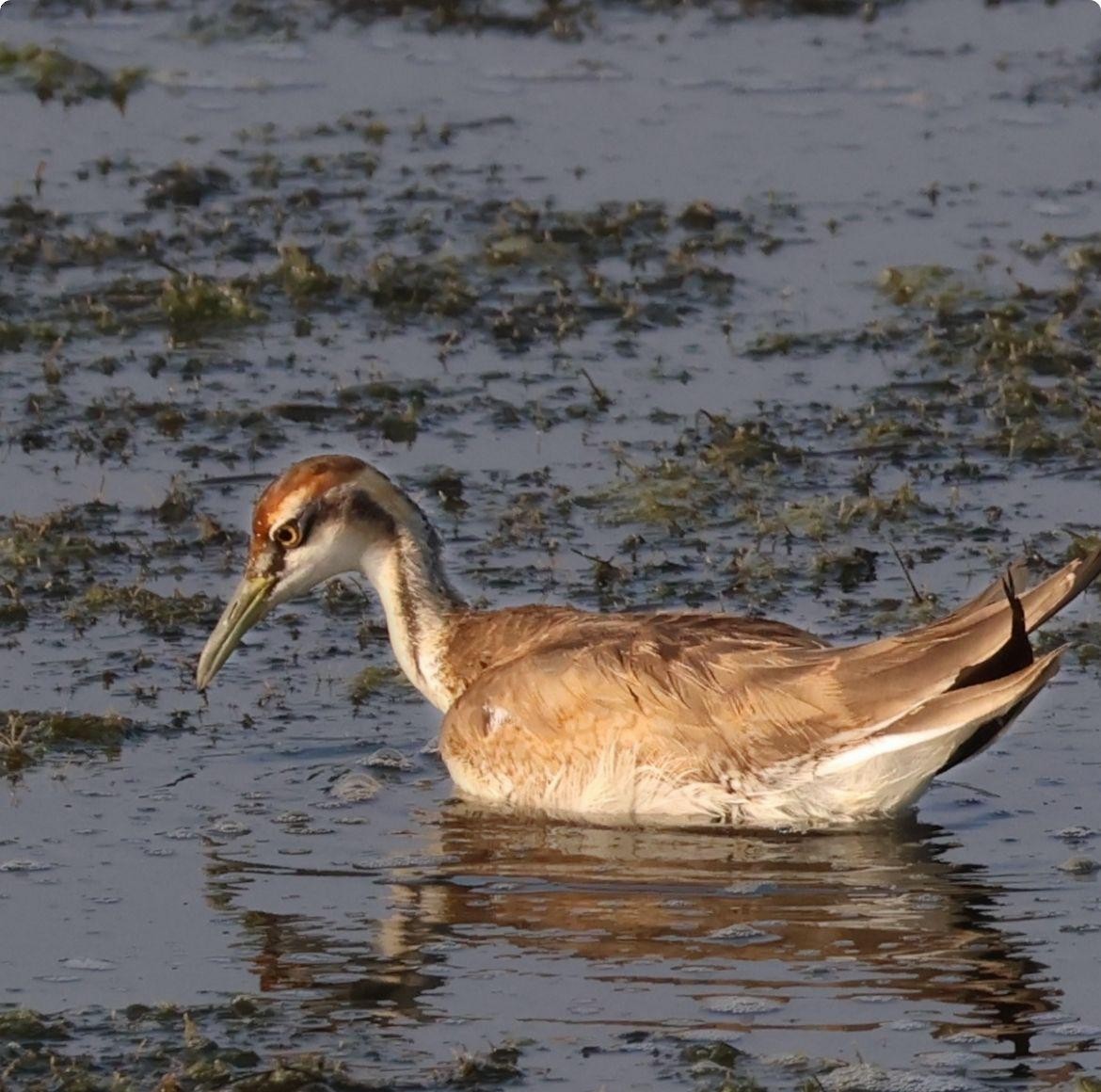 Pheasant-tailed Jacana - ML647284297