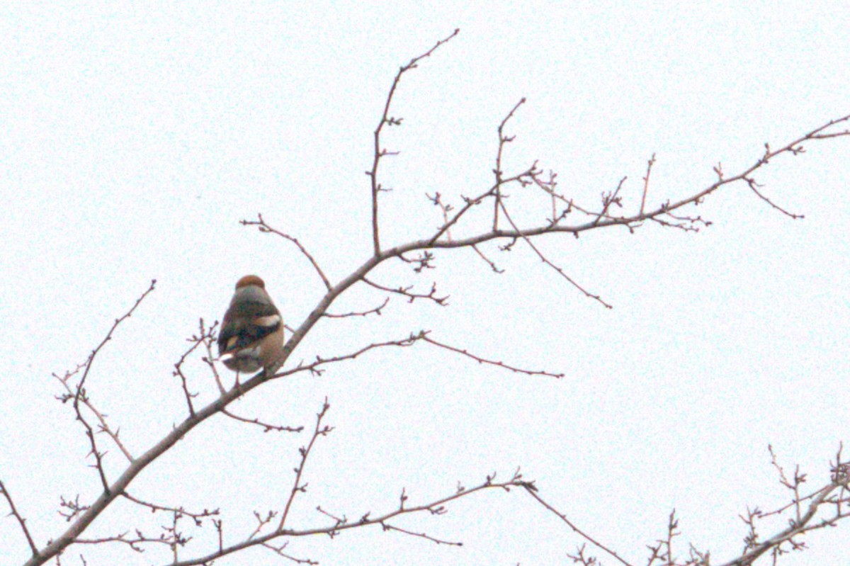 dlask tlustozobý - ML647284299