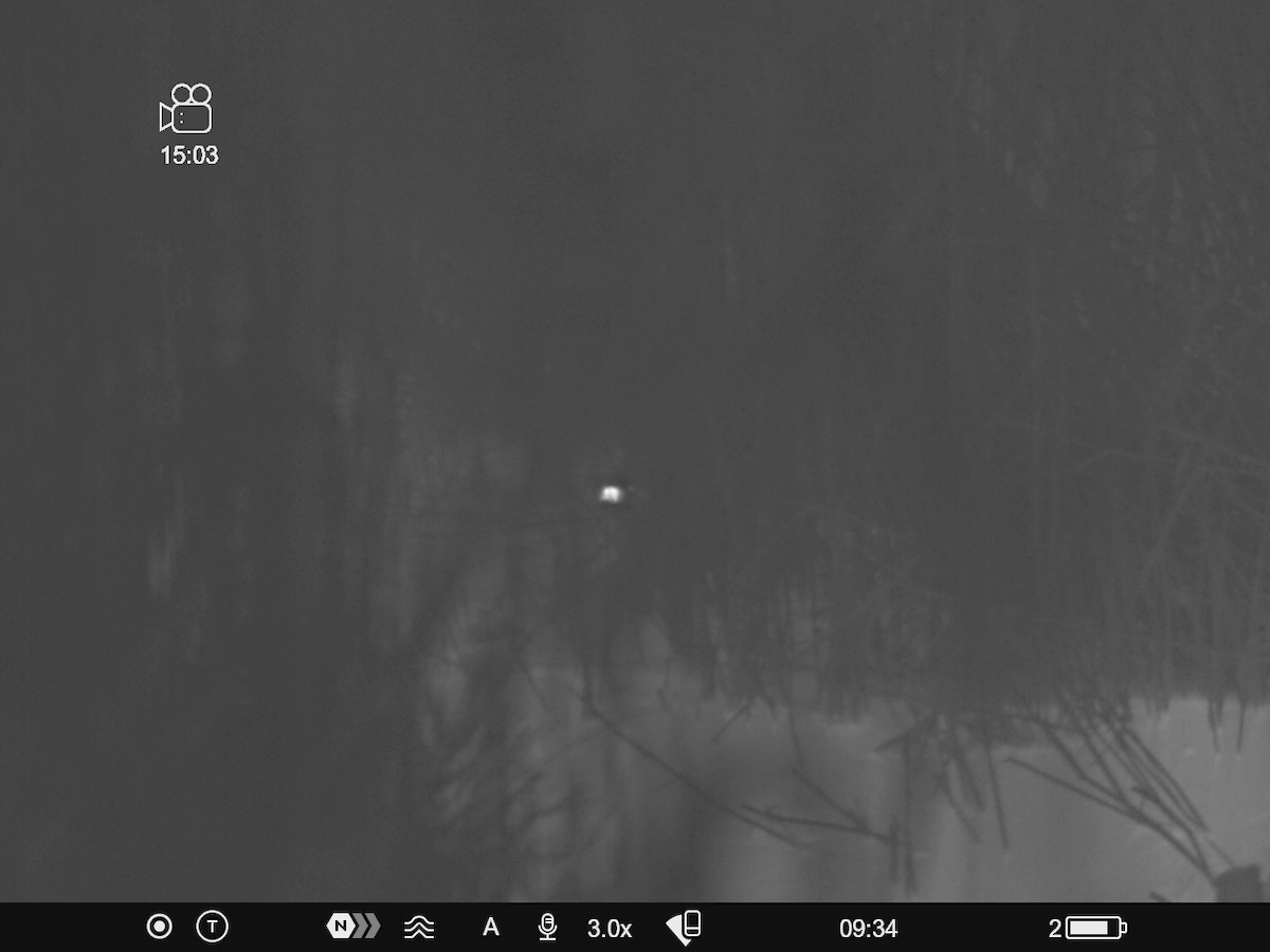 Jack Snipe - ML647284300