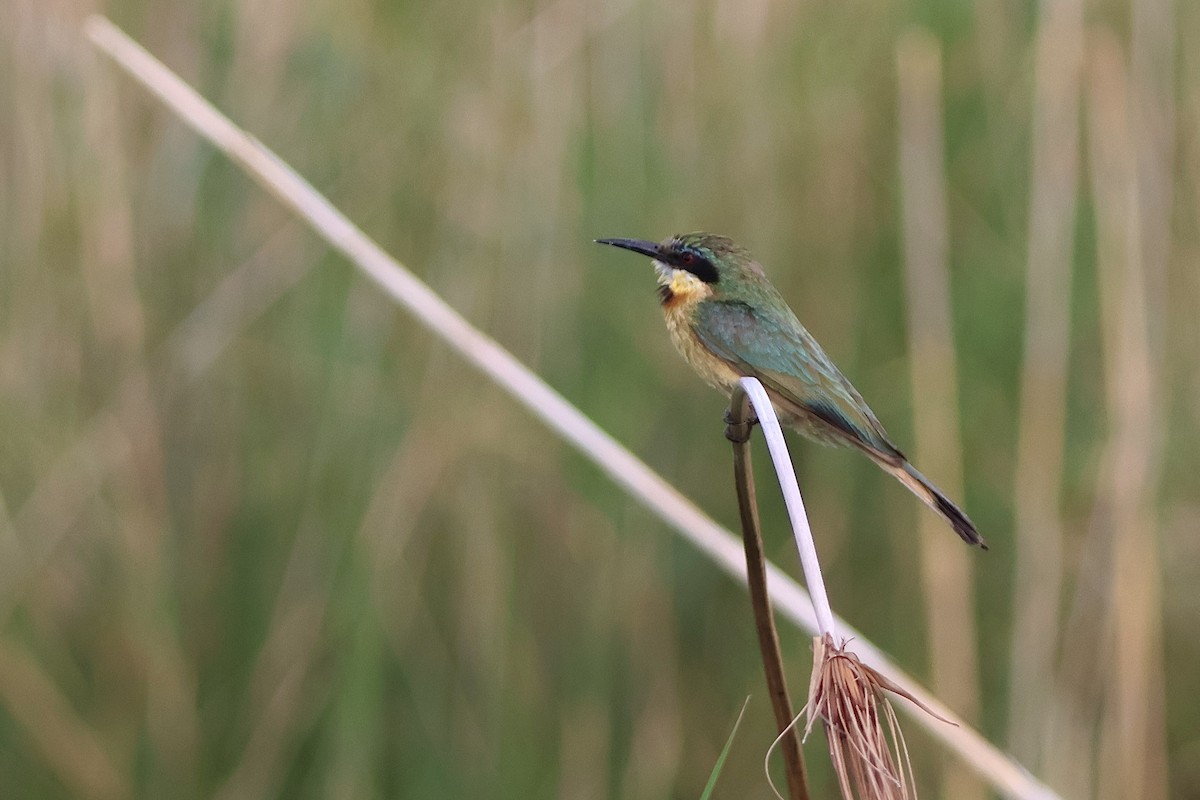 Little Bee-eater - ML647284301
