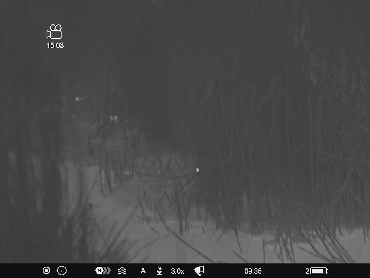 Jack Snipe - ML647284306