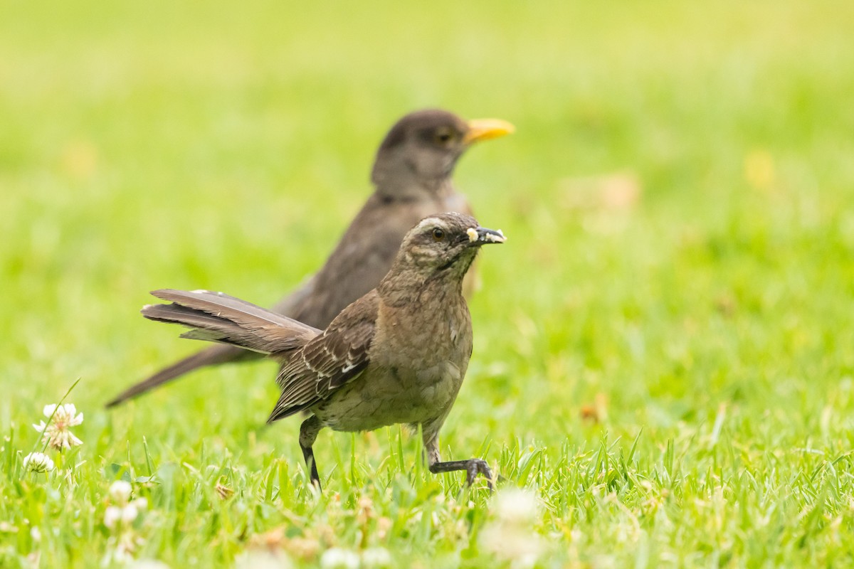 Chilean Mockingbird - ML647284314