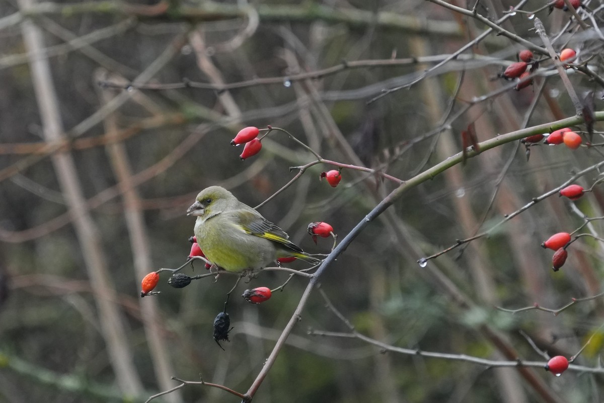 zvonek zelený - ML647284317