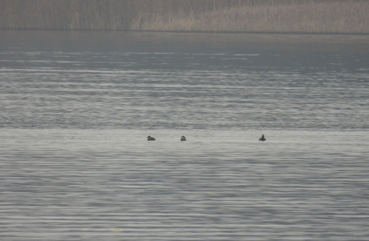 Common Scoter - ML647284325