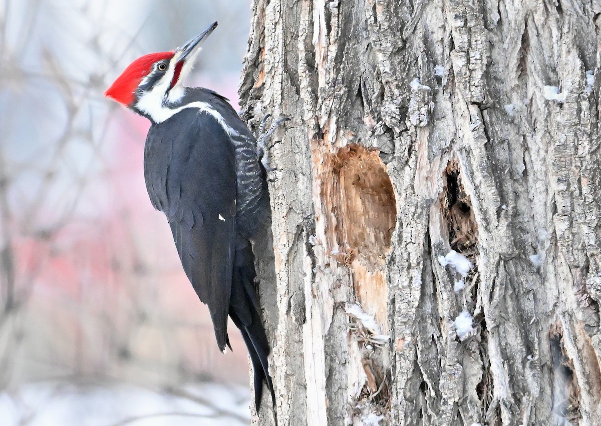 エボシクマゲラ - ML647284326