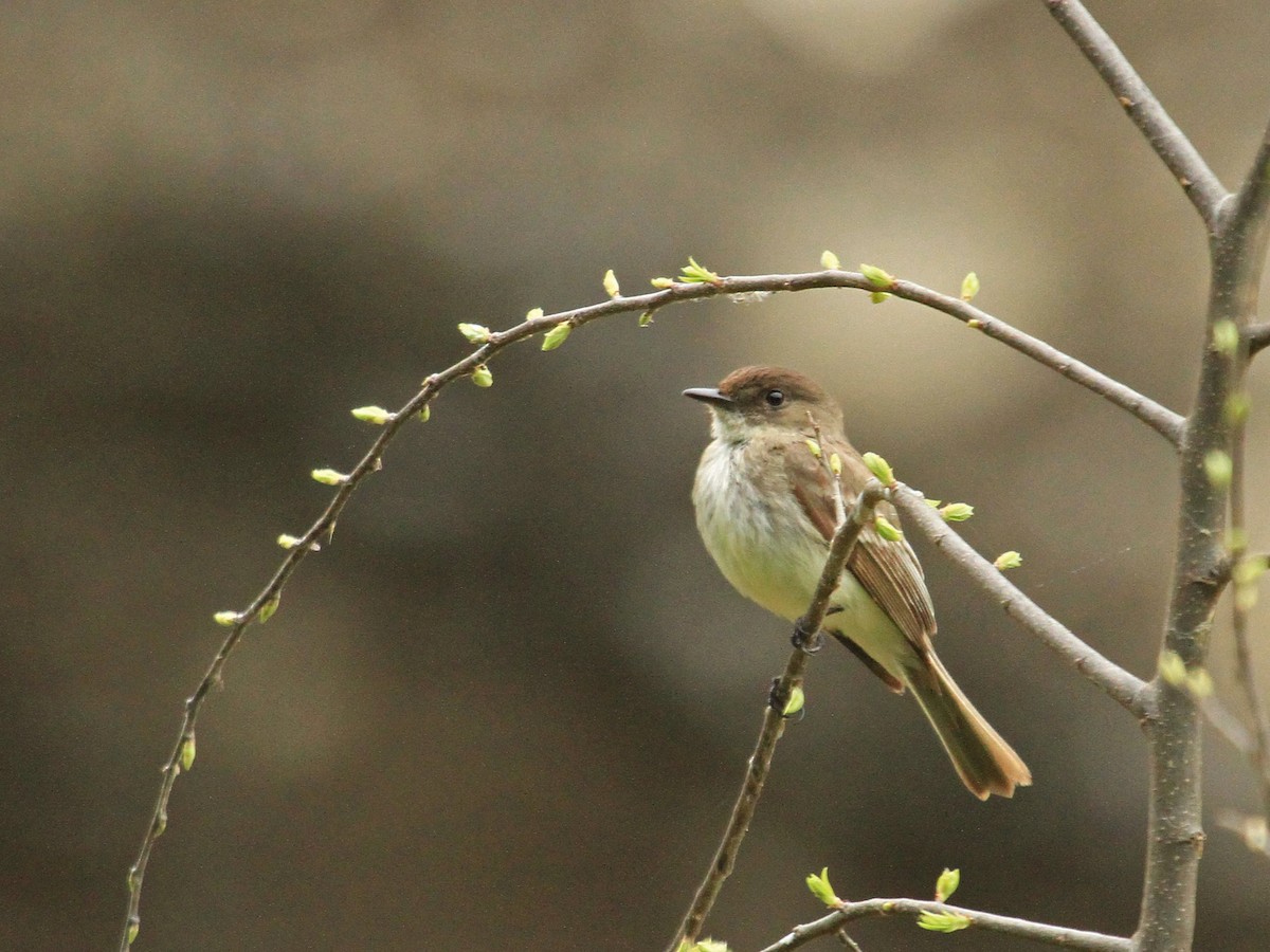 Eastern Phoebe - ML647284331