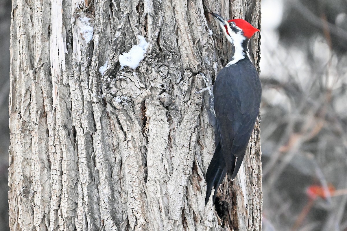 エボシクマゲラ - ML647284332