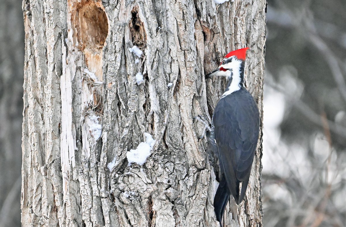 エボシクマゲラ - ML647284337