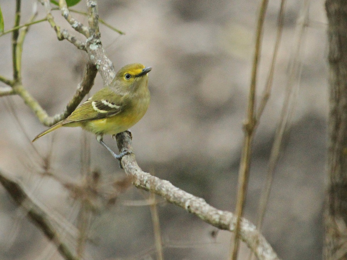 Vireo Ojiblanco - ML647284340