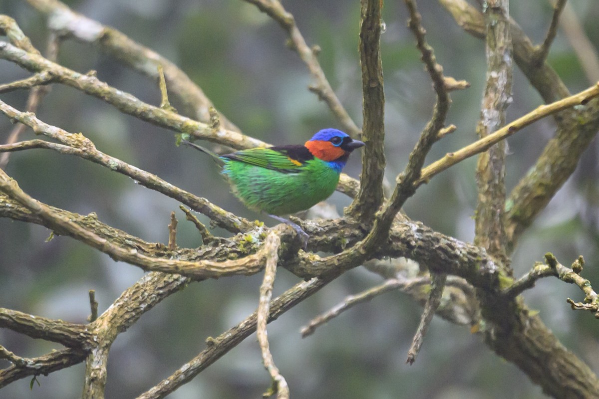 Red-necked Tanager - ML647284342