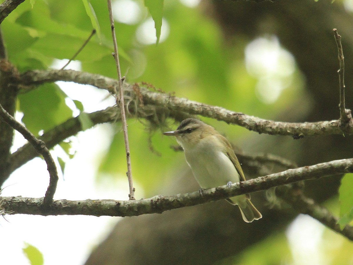 Rotaugenvireo - ML647284345