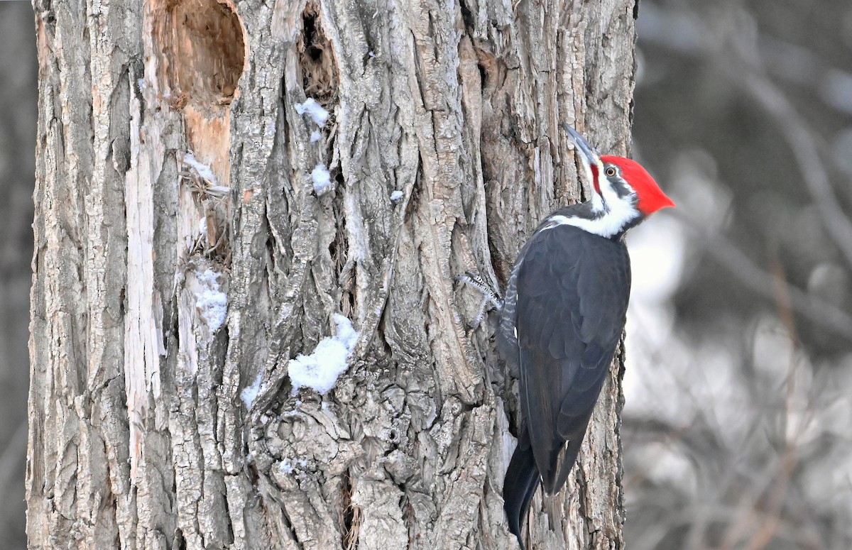 エボシクマゲラ - ML647284347