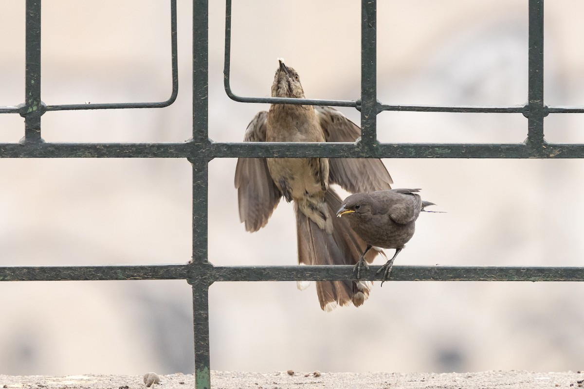 Chilean Mockingbird - ML647284352