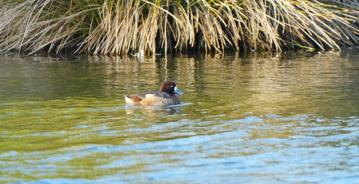 Fuligule milouinan - ML647284356