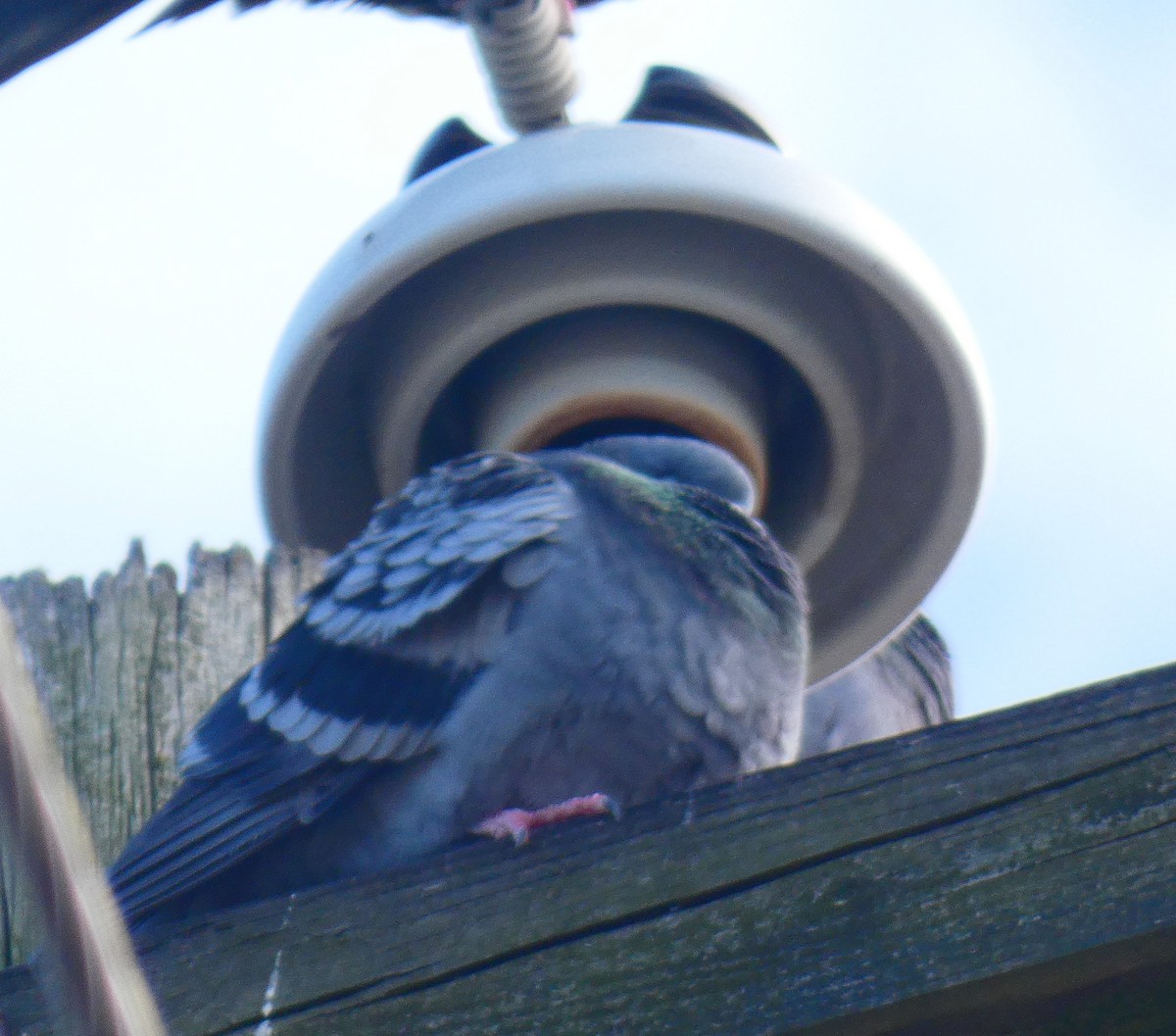 野鴿(野化) - ML647284361