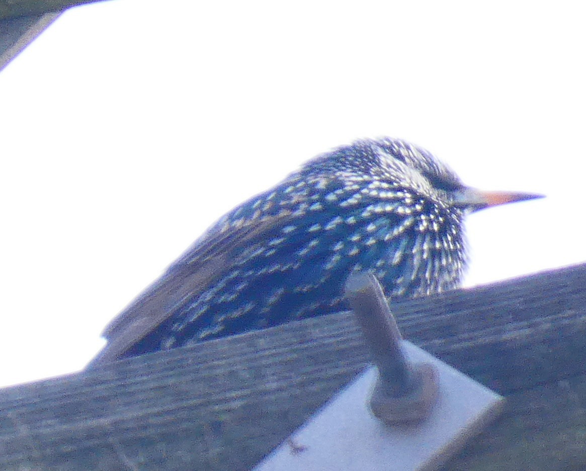 歐洲椋鳥 - ML647284375