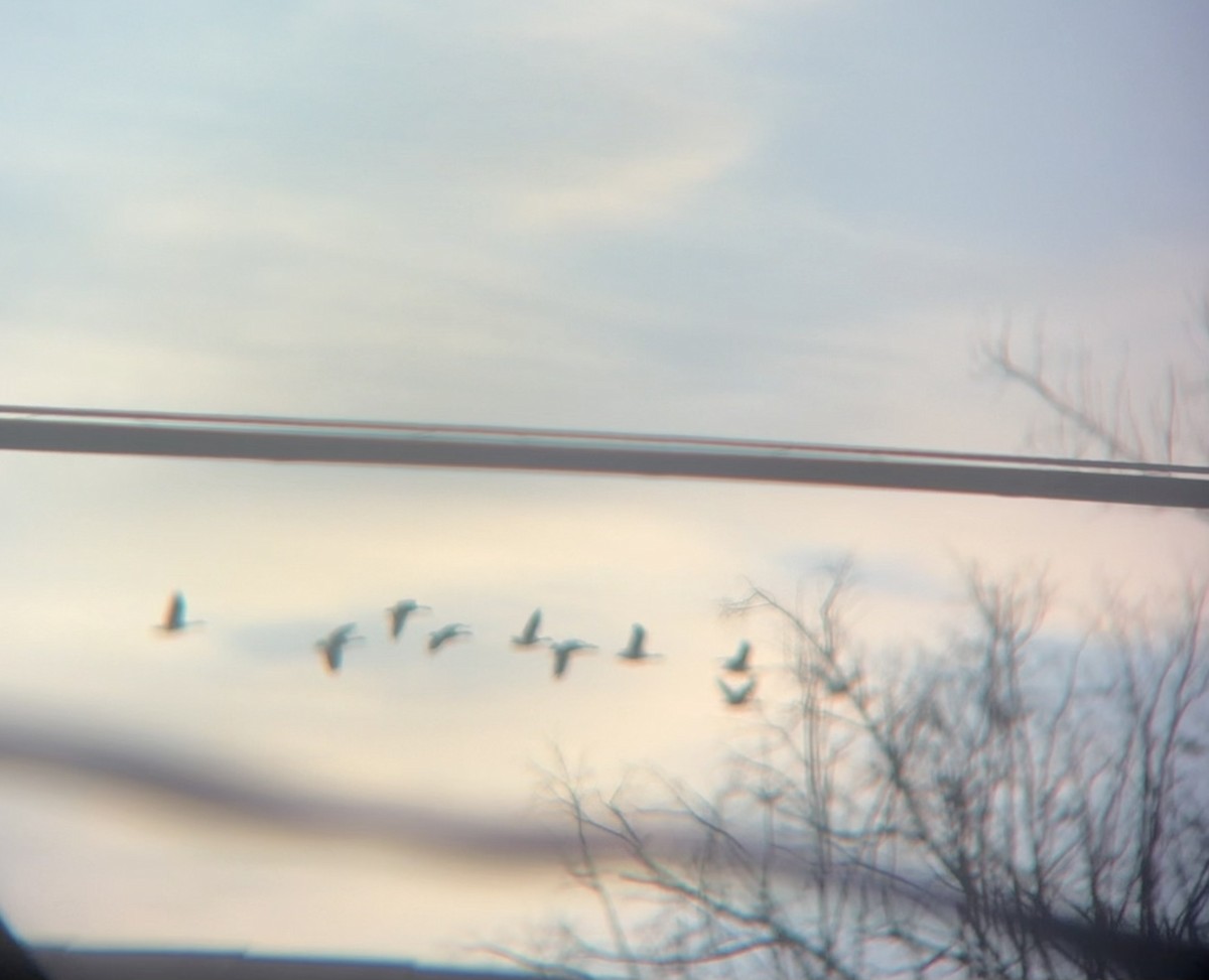 Grulla Canadiense - ML647284378