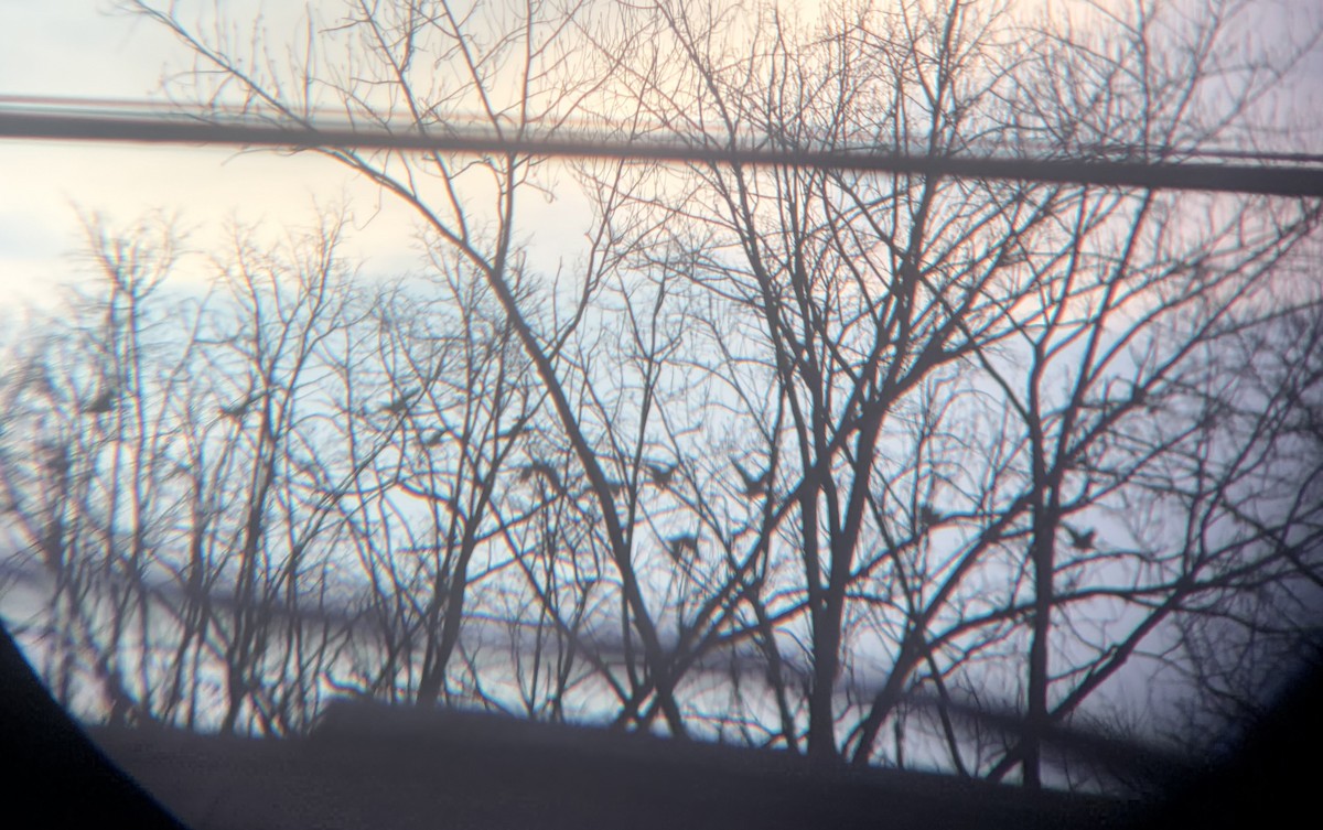 Grulla Canadiense - ML647284379