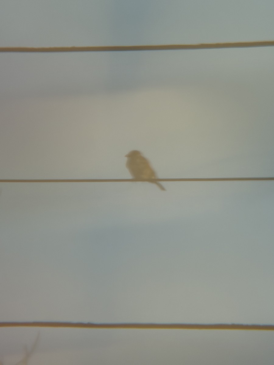 House Sparrow - ML647284384