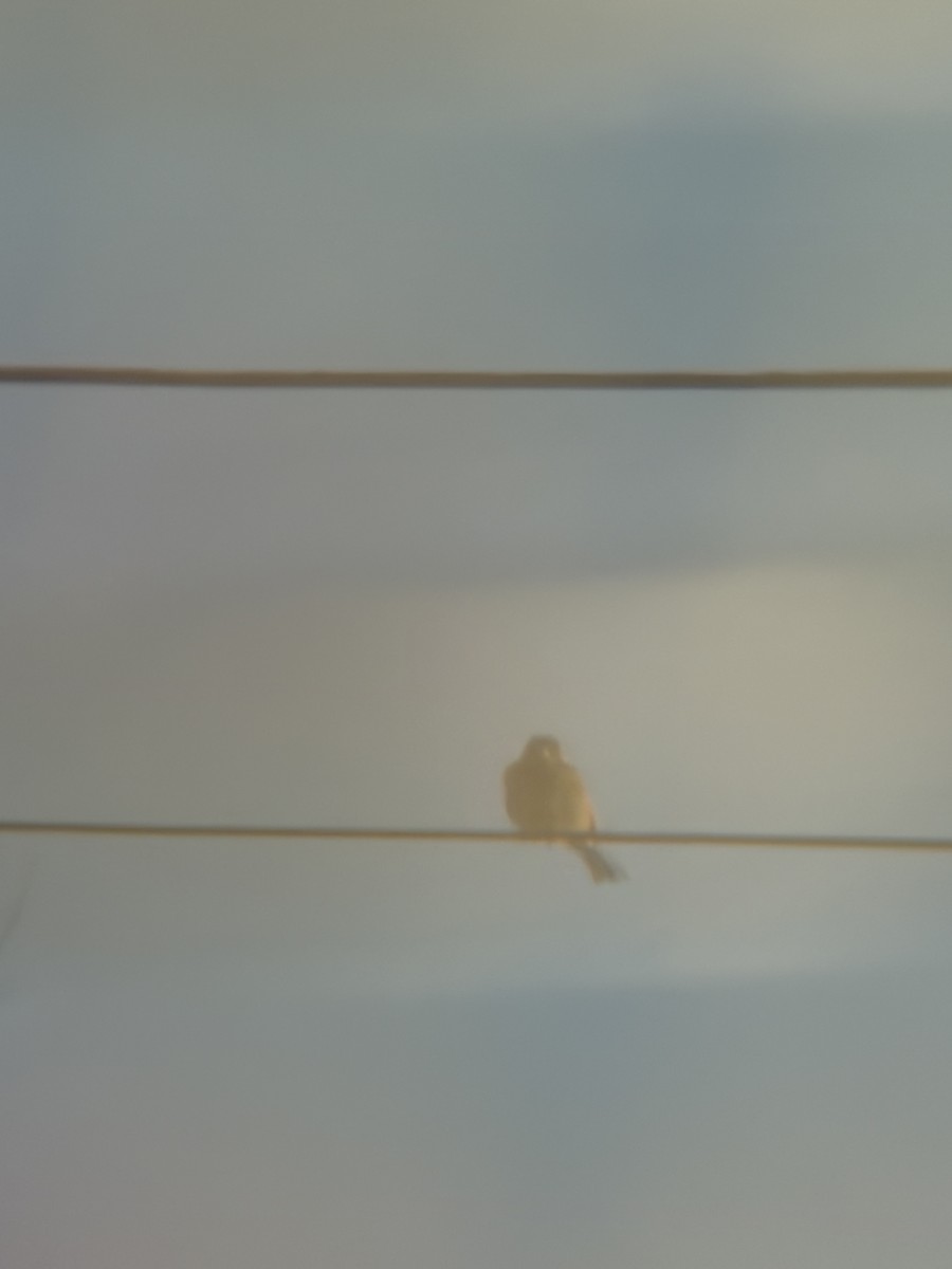 House Sparrow - ML647284385