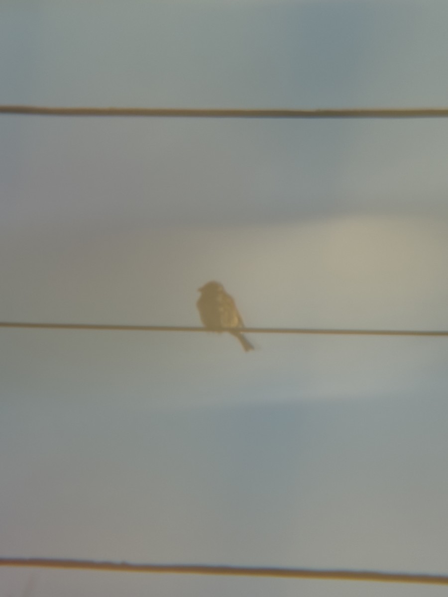 House Sparrow - ML647284386