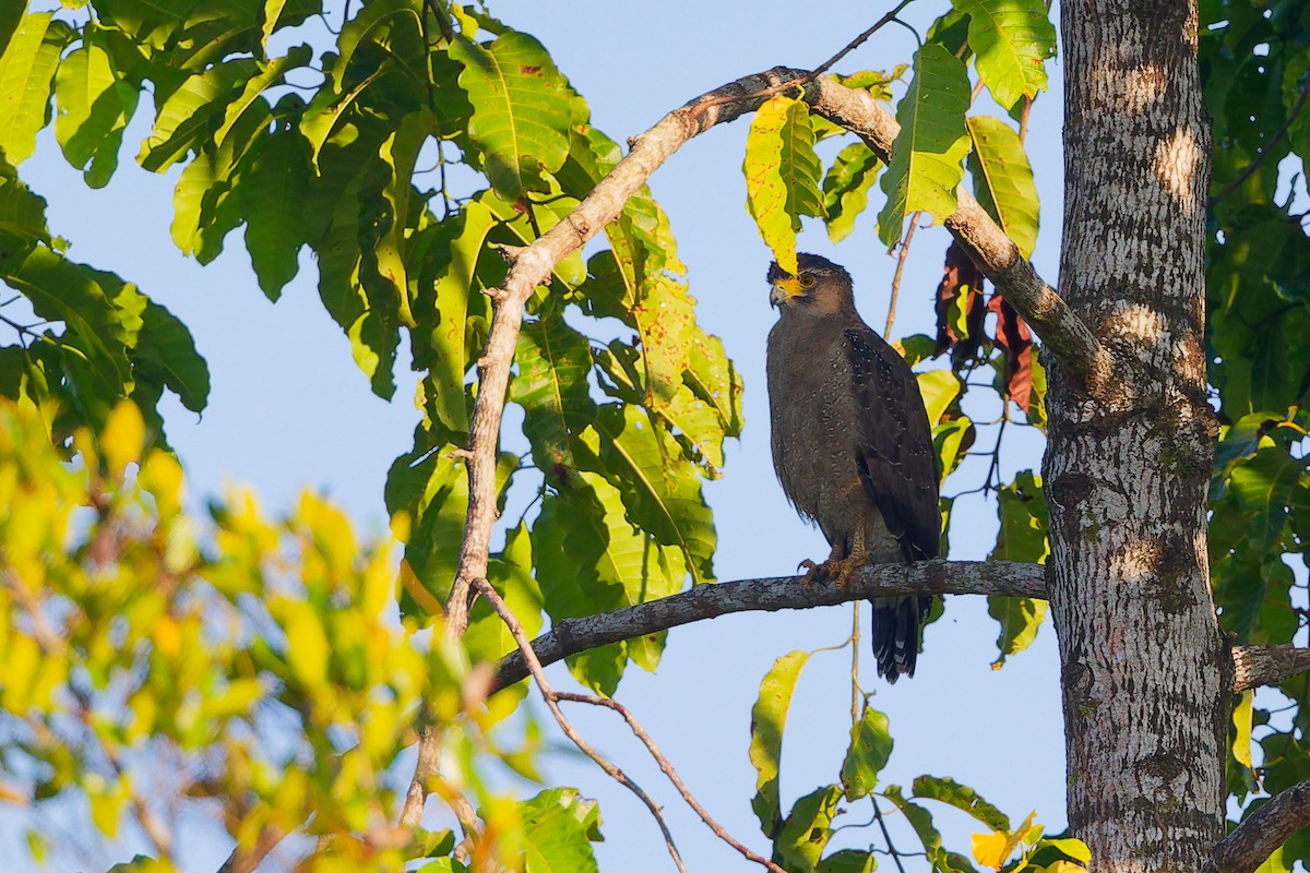 Culebrera Chiíla - ML647284387
